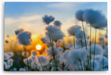 Paul Sinus Wandbild 120x80cm Baumwollblüten Sonnenuntergang Abendröte Sommer Natur