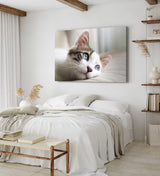 Paul Sinus Wandbild 120x80cm Katze Kätzchen blaue Augen Kater Katzenbaby