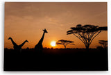 Paul Sinus Wandbild 120x80cm Afrika Giraffen Sonnenuntergang Abend Natur Wildnis Bäume