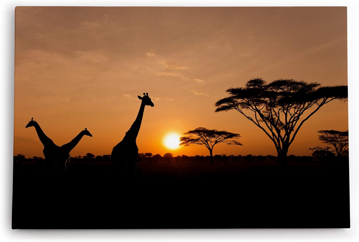 Paul Sinus Wandbild 120x80cm Afrika Giraffen Sonnenuntergang Abend Natur Wildnis Bäume