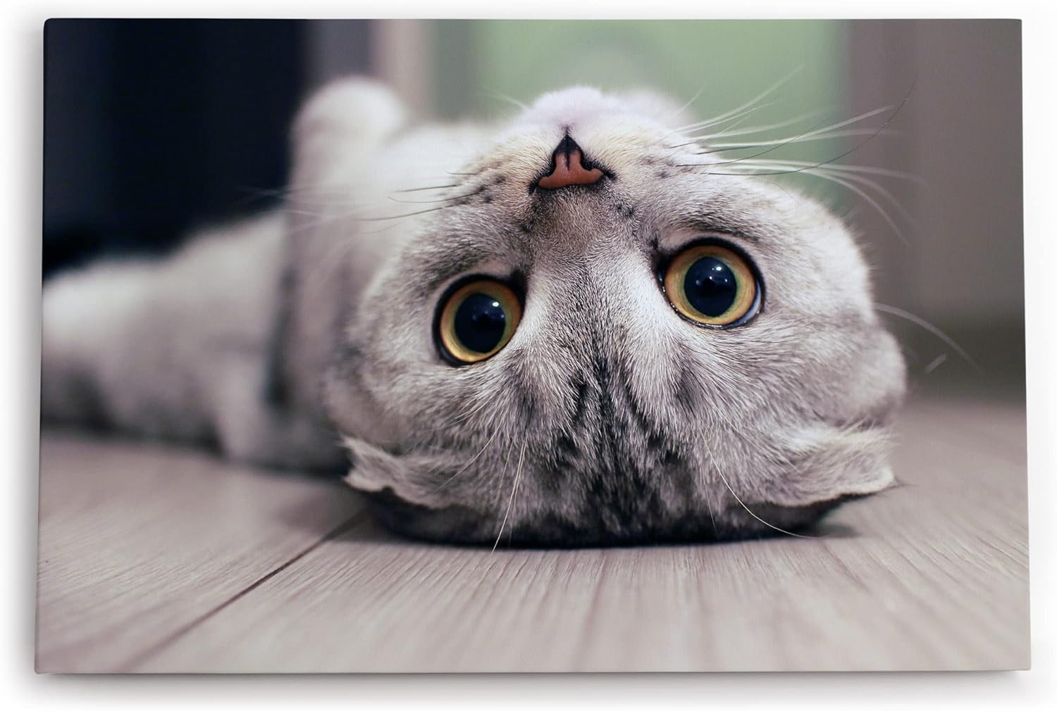 Paul Sinus Wandbild 120x80cm Katze Kätzchen Kater Katzenbaby Britisch Kurzhaar
