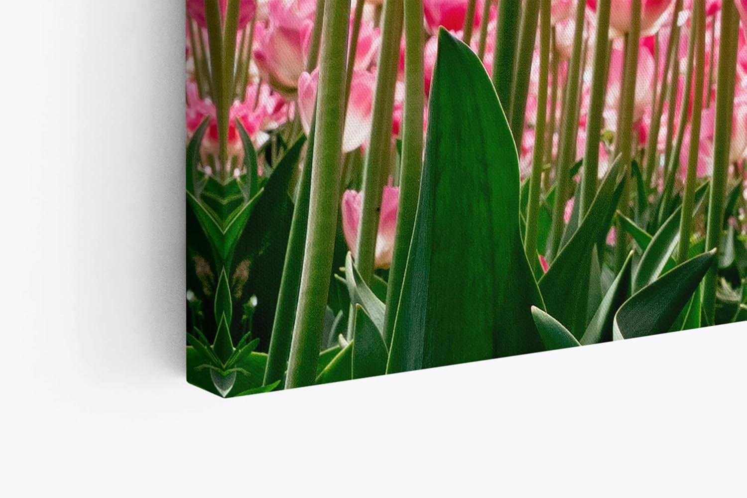 Paul Sinus Wandbild 120x80cm Tulpen Blumen Blüten Sommer Sonnenschein Rosa