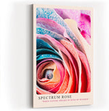 Paul Sinus Kunstdruck 40x60cm Spektralrose in Nahaufnahme – Farbenwunder der Natur in kunstvoller Struktur