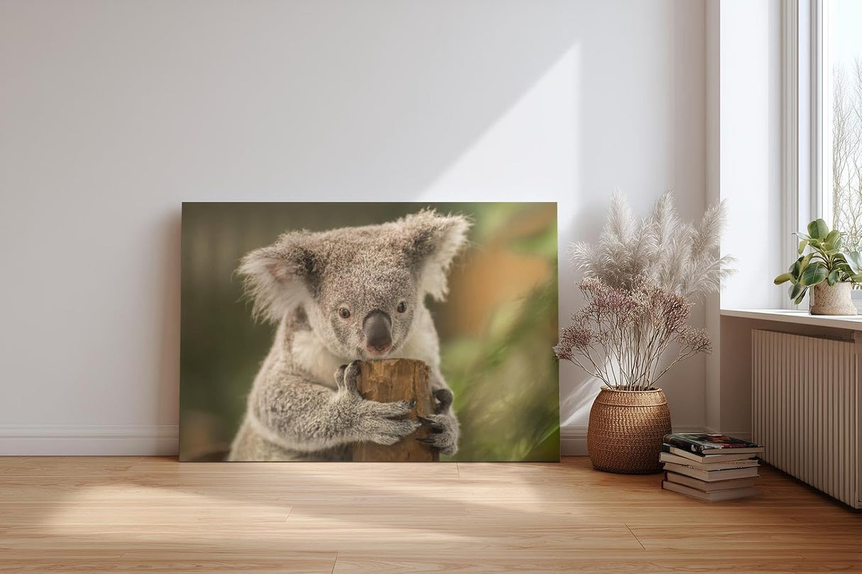 Sinus Art Wandbild 120x80cm Liebevolle Tieraufnahme mit Koala in natürlicher Pose vor ruhiger Kulisse