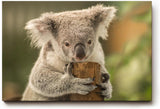 Sinus Art Wandbild 120x80cm Liebevolle Tieraufnahme mit Koala in natürlicher Pose vor ruhiger Kulisse