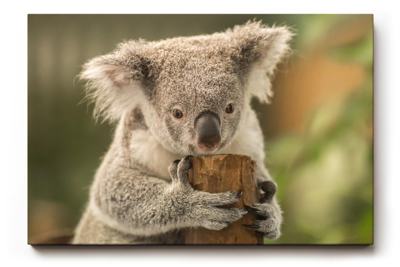 Sinus Art Wandbild 120x80cm Liebevolle Tieraufnahme mit Koala in natürlicher Pose vor ruhiger Kulisse