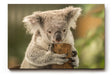 Sinus Art Wandbild 120x80cm Liebevolle Tieraufnahme mit Koala in natürlicher Pose vor ruhiger Kulisse