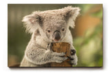 Sinus Art Wandbild 120x80cm Liebevolle Tieraufnahme mit Koala in natürlicher Pose vor ruhiger Kulisse
