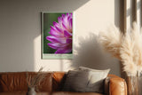 Paul Sinus Wandbild in 40x60cm Petals of the Morning – zarte Nahaufnahme einer pink-violetten Blüte mit Tautropfen für frische Raumakzente