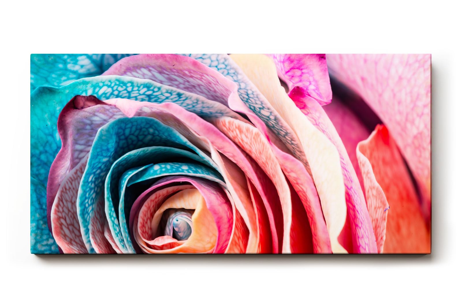 Sinus Art Wandbild 120x80cm Intensive Nahaufnahme einer vielfarbigen Rose mit einzigartiger Blattstruktur