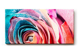 Sinus Art Wandbild 120x80cm Intensive Nahaufnahme einer vielfarbigen Rose mit einzigartiger Blattstruktur