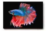 Sinus Art Wandbild 120x80cm Faszinierender Betta-Fisch mit dynamischer Flossenpracht in Rot und Blau auf dunklem Fond