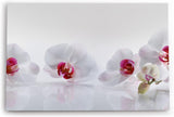 Paul Sinus Wandbild 120x80cm Orchideen Blumen weiße Blüten Hell Fotokunst