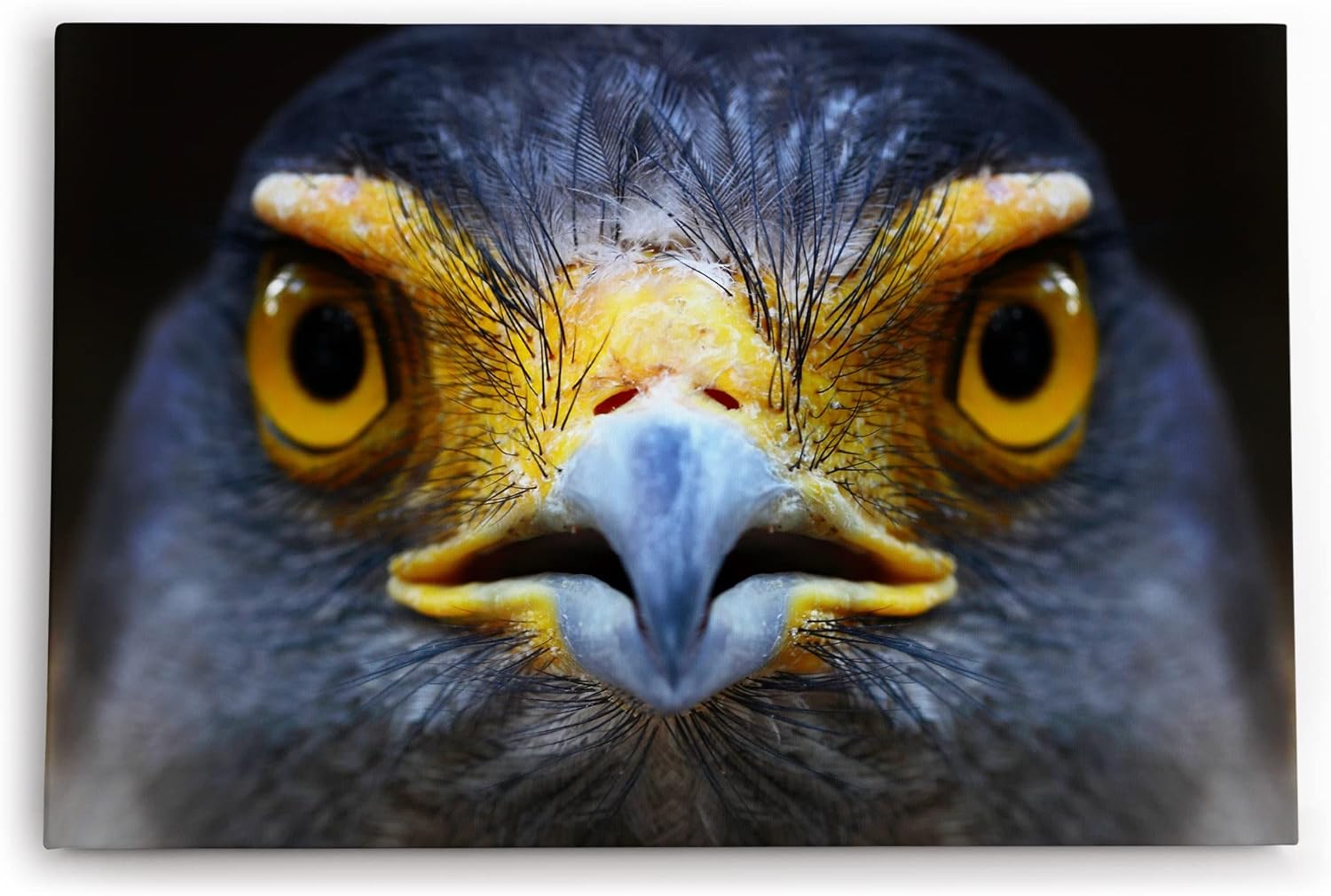 Paul Sinus Wandbild 120x80cm Schlangenweihe Greifvogel Tierfotografie Nahaufnahme