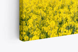 Paul Sinus Wandbild 120x80cm Rapsfeld Raps Landschaft Gelb Himmel Sommer