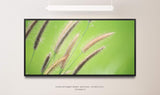 Grashalm ca. 130x70cm Wandbild inklusive Schattenfugenrahmen schwarz - Panorama Leinwand Bild XXL Format Wandbilder Wohnzimmer Wohnung Deko Kunstdrucke