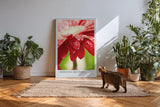 Paul Sinus Kunstdruck 40x60cm Morning Bloom – rote Blüte mit Tautropfen im Morgenlicht in Nahaufnahme