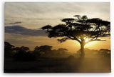 Paul Sinus Wandbild 120x80cm Burkea Bäume Afrika Sonnenuntergang Natur Wildnis