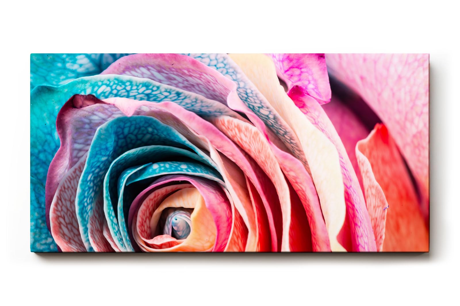 Sinus Art Wandbild 120x80cm Farbexplosive Nahaufnahme einer Rosenblüte mit natürlichen Mustern und Farbverläufen