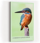 Paul Sinus Kunstdruck 40x60cm Common Kingfisher – Eisvogel auf Ast in brillanter Nahaufnahme mit leuchtenden Farben