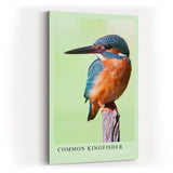 Paul Sinus Kunstdruck 40x60cm Common Kingfisher – Eisvogel auf Ast in brillanter Nahaufnahme mit leuchtenden Farben