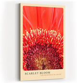 Paul Sinus Kunstdruck 40x60cm Scarlet Bloom – intensive rote Blütenmitte in eindrucksvoller Nahaufnahme
