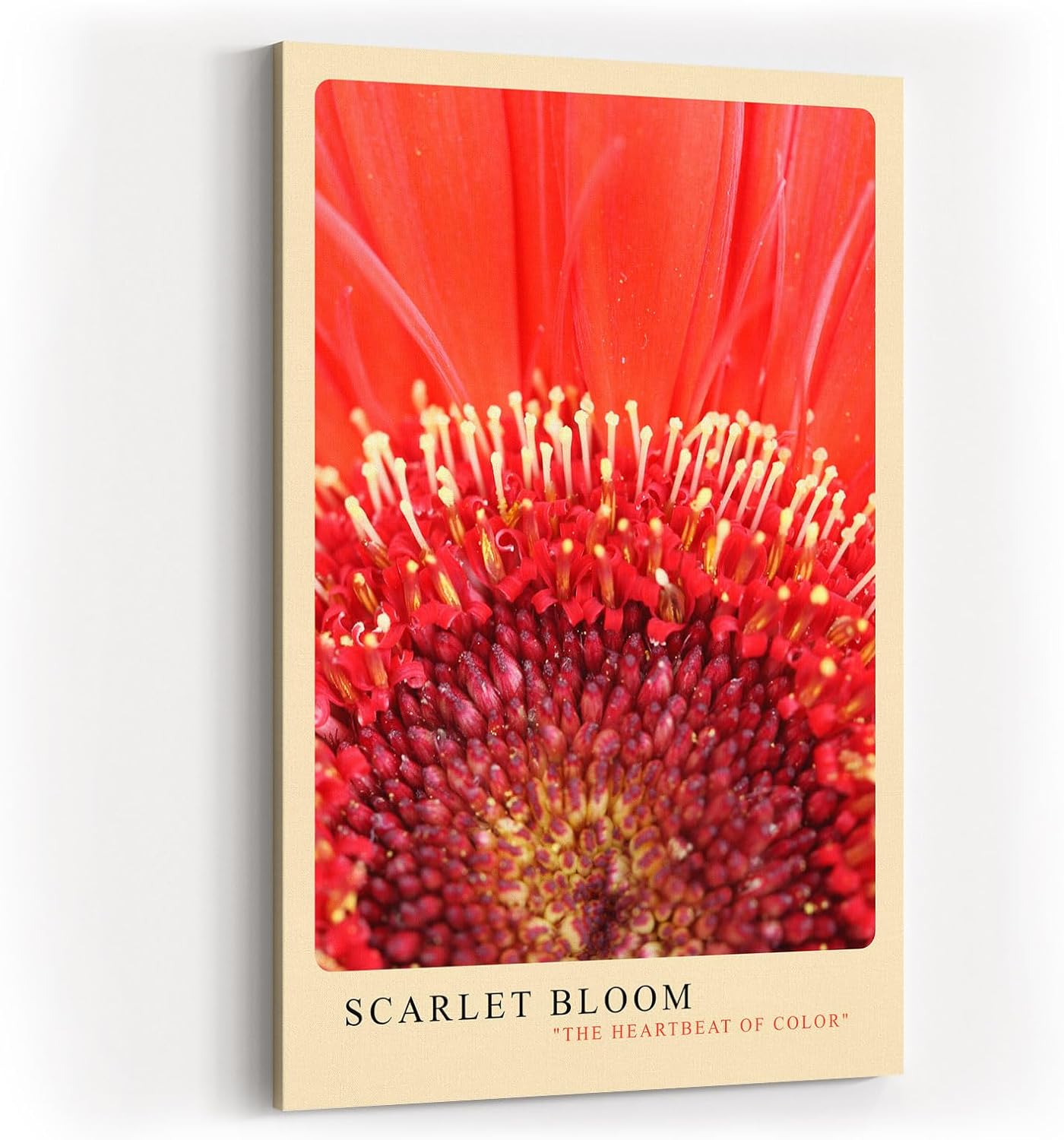 Paul Sinus Kunstdruck 40x60cm Scarlet Bloom – intensive rote Blütenmitte in eindrucksvoller Nahaufnahme