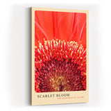 Paul Sinus Kunstdruck 40x60cm Scarlet Bloom – intensive rote Blütenmitte in eindrucksvoller Nahaufnahme