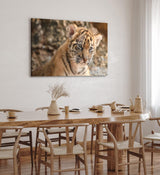 Paul Sinus Wandbild 120x80cm Kleiner Tiger Babytiger Tierfotografie Katze Katzenbaby