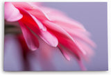 Paul Sinus Wandbild 120x80cm Blume Blüte Rosa Makroaufnahme Kunstvoll Dekorativ