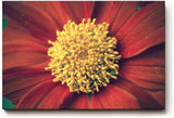 Sinus Art Wandbild 120x80cm Atemberaubende Nahaufnahme einer roten Blüte mit faszinierender Texturwirkung