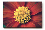 Sinus Art Wandbild 120x80cm Atemberaubende Nahaufnahme einer roten Blüte mit faszinierender Texturwirkung