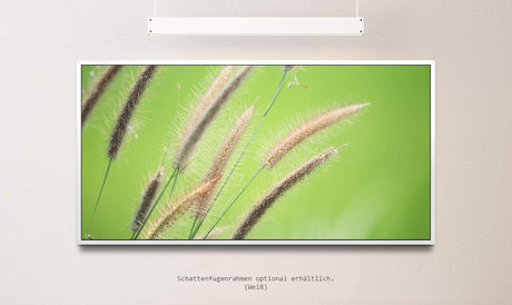 Grashalm ca. 130x70cm Wandbild inklusive Schattenfugenrahmen weiss - Panorama Leinwand Bild XXL Format Wandbilder Wohnzimmer Wohnung Deko Kunstdrucke