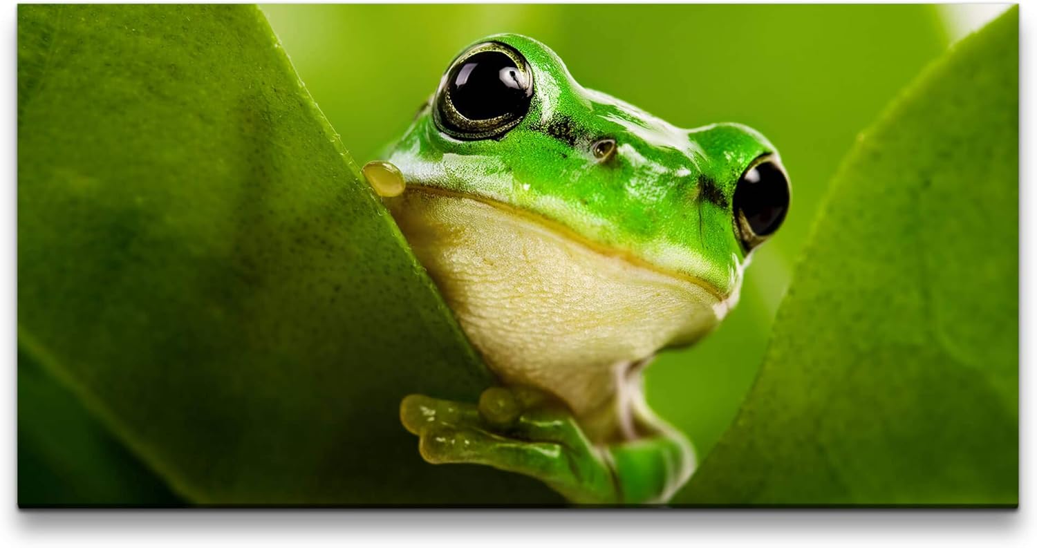 Frosch hinter Blättern ca. 130x70cm Wandbild inklusive Schattenfugenrahmen schwarz - Panorama Leinwand Bild XXL Format Wandbilder Wohnzimmer Wohnung Deko Kunstdrucke