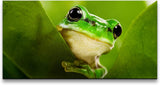 Frosch hinter Blättern ca. 130x70cm Wandbild inklusive Schattenfugenrahmen schwarz - Panorama Leinwand Bild XXL Format Wandbilder Wohnzimmer Wohnung Deko Kunstdrucke