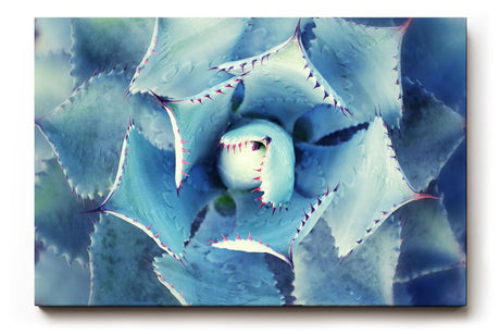 Sinus Art Wandbild 120x80cm Die symmetrische Form der Agavenblätter wirkt strukturiert, ästhetisch und beruhigend
