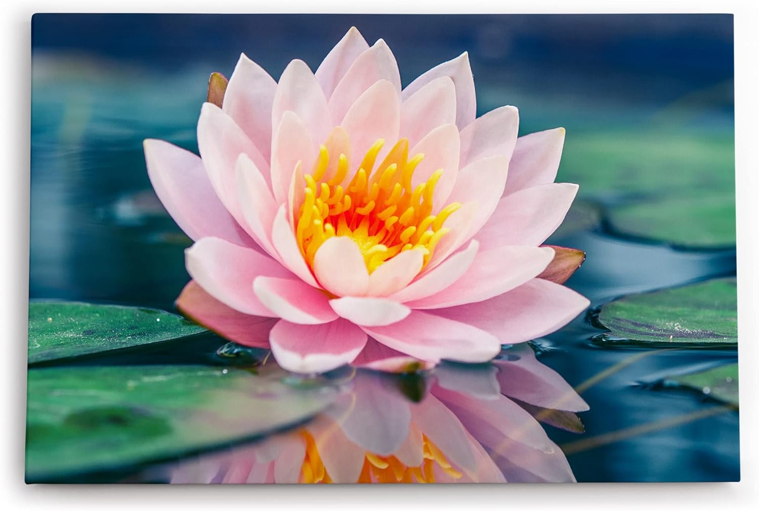 Paul Sinus Wandbild 120x80cm Lotosblume Blume Blüte Kunstvoll Lotos Wasserblume