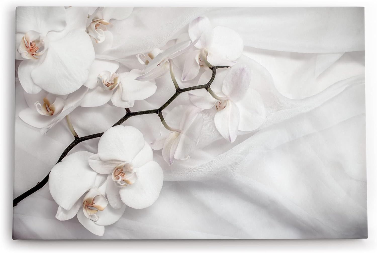 Paul Sinus Wandbild 120x80cm Weiß Orchidee Blumen Blüten Hell Fotokunst