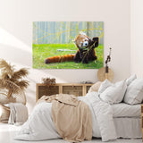 Paul Sinus Wandbild 120x80cm Kleiner roter Panda Tierfotografie Süß Flauschig