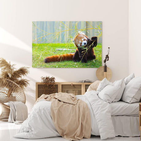 Paul Sinus Wandbild 120x80cm Kleiner roter Panda Tierfotografie Süß Flauschig