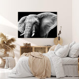 Paul Sinus Wandbild 120x80cm Elefant Stoßzähne Schwarz Weiß Tierfotografie Kunstvoll