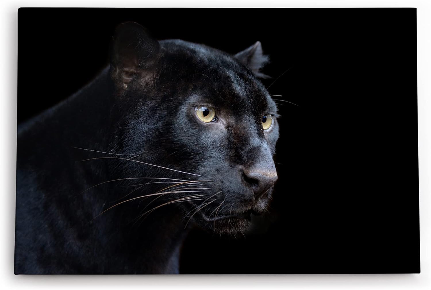 Paul Sinus Wandbild 120x80cm Schwarzen Panther Schwarz Raubkatze Leopard Jaguar