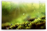 Paul Sinus Wandbild 120x80cm Wiese Grün Sonnenstrahlen Kunstvoll Natur