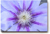 Sinus Art Wandbild 120x80cm Detailreiche Darstellung einer Clematisblüte in Violett mit weißem Zentrum