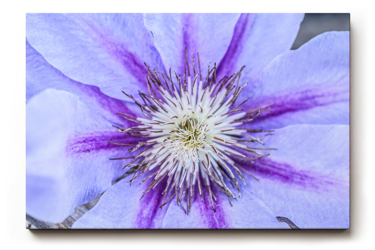 Sinus Art Wandbild 120x80cm Detailreiche Darstellung einer Clematisblüte in Violett mit weißem Zentrum
