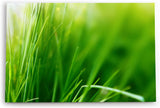 Paul Sinus Wandbild 120x80cm Gras Grashalme Grün Natur Nahaufnahme Wiese