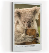 Paul Sinus Kunstdruck 40x60cm Koala Australia – Sanfter Koala in Nahaufnahme als Symbol für Ruhe und Naturverbundenheit