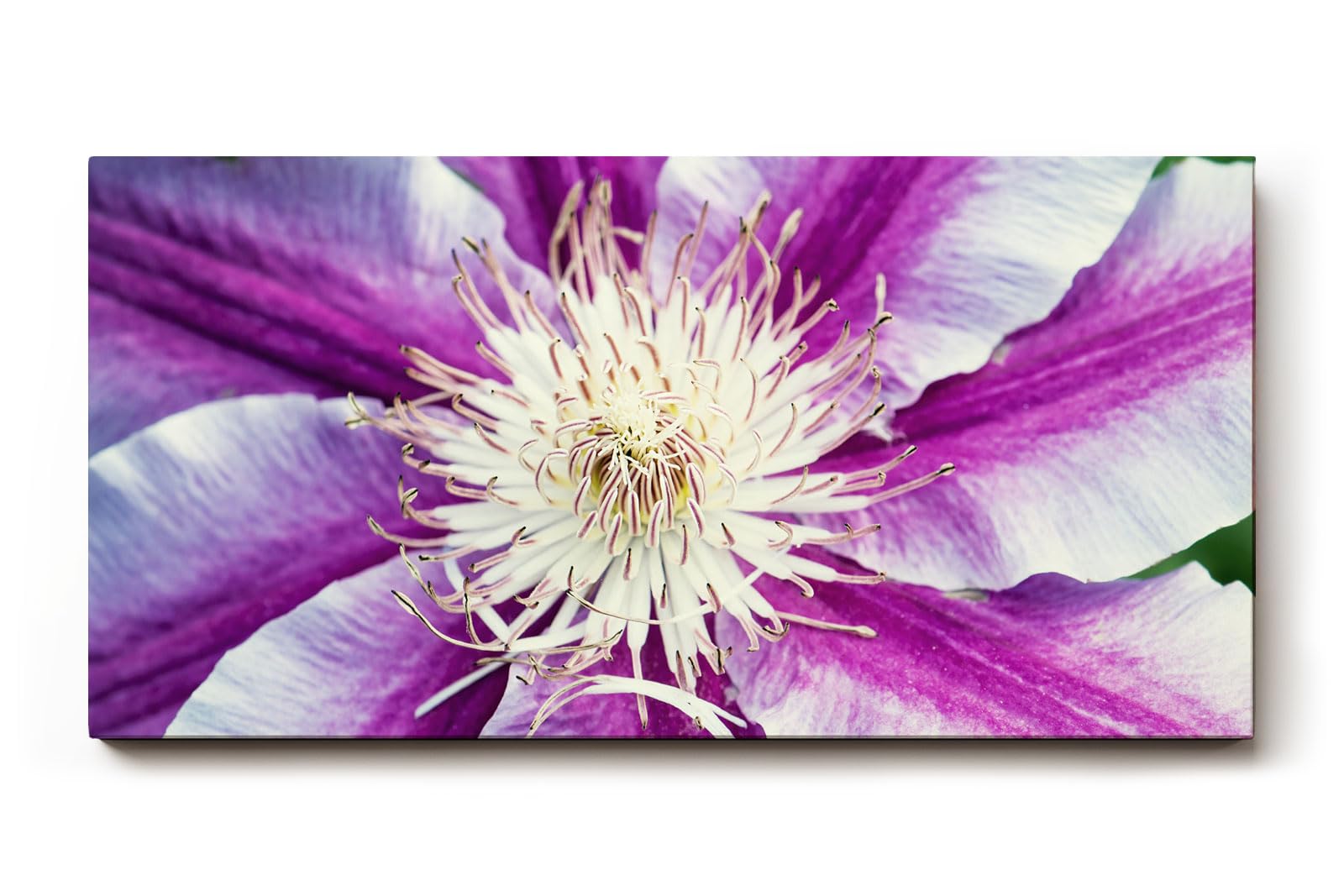 Sinus Art Wandbild 120x80cm Detaillierte Nahaufnahme einer lila-weißen Blüte mit ausdrucksstarker Struktur