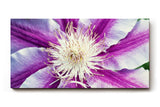 Sinus Art Wandbild 120x80cm Detaillierte Nahaufnahme einer lila-weißen Blüte mit ausdrucksstarker Struktur
