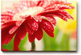 Sinus Art Wandbild 120x80cm Nahaufnahme einer roten Blüte mit glänzenden Wassertropfen – voller Frische und Dynamik